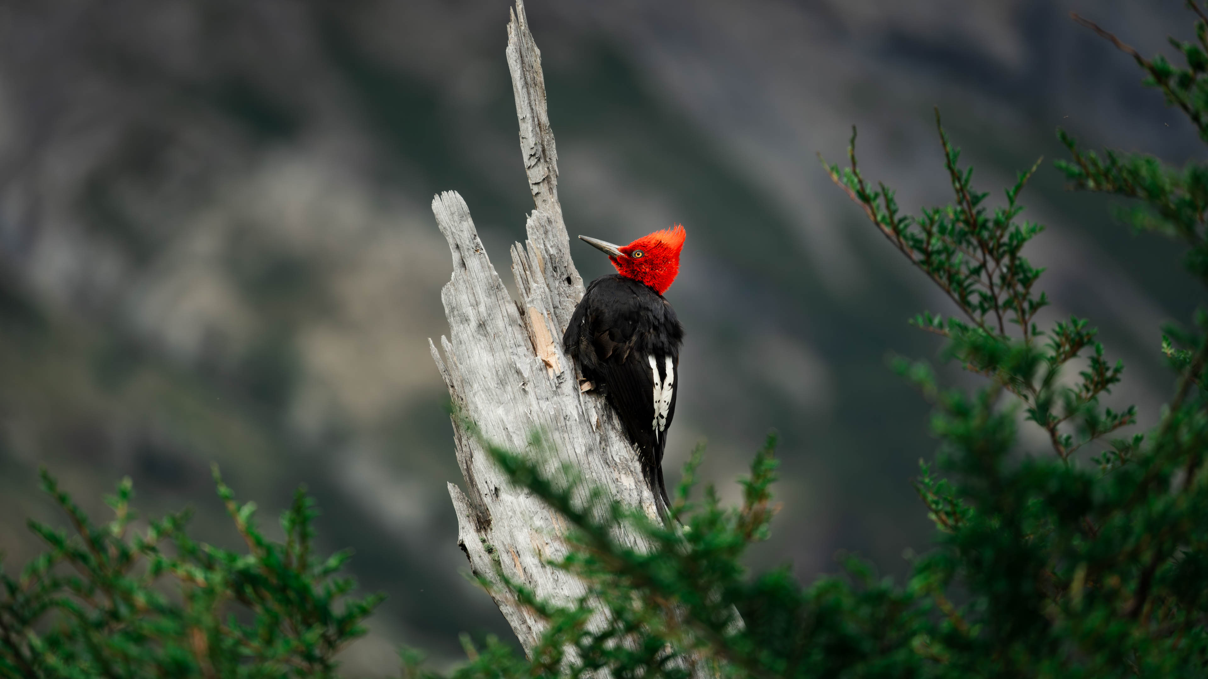 Portfolio image slider 11