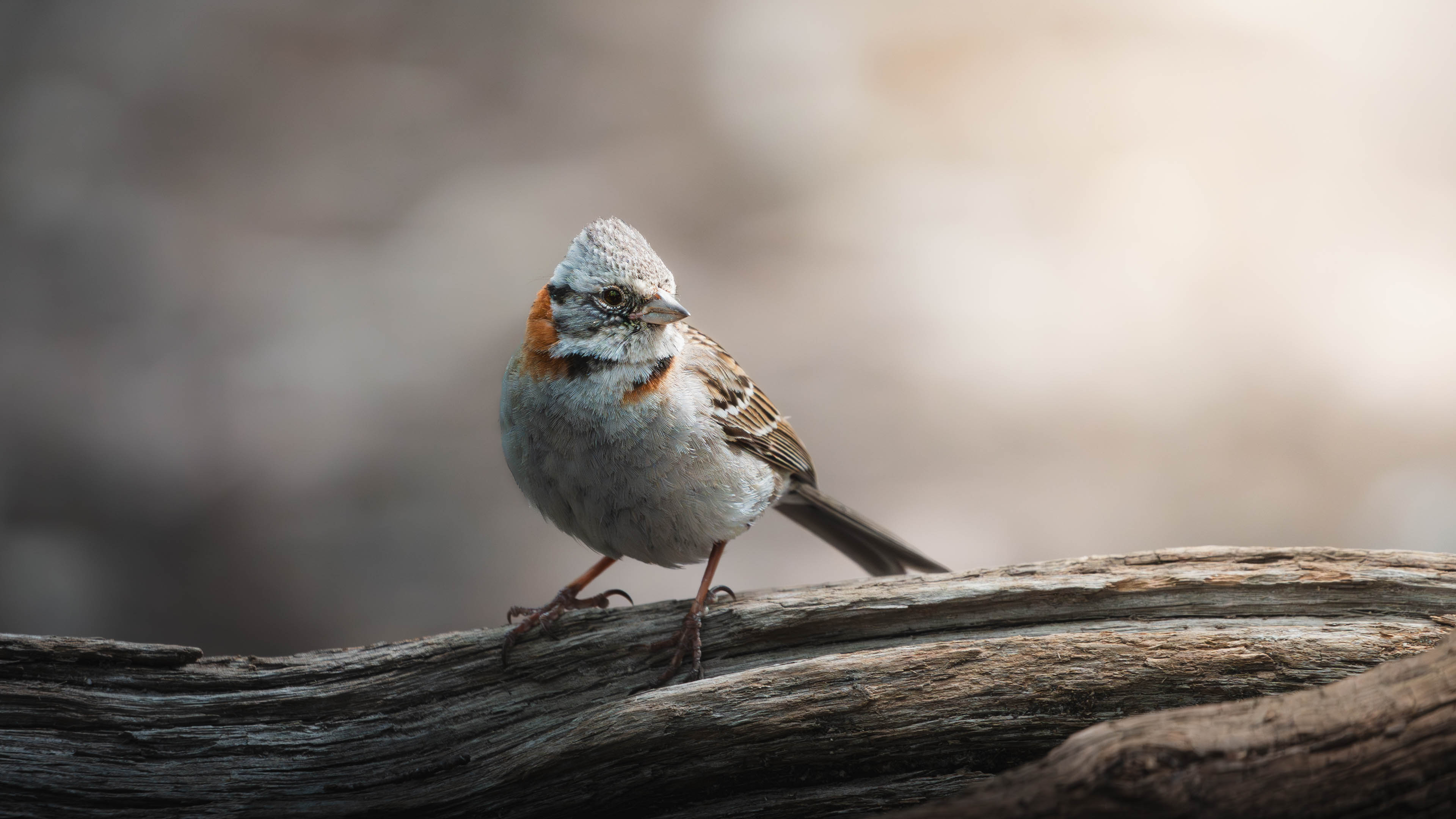 Portfolio image slider 13