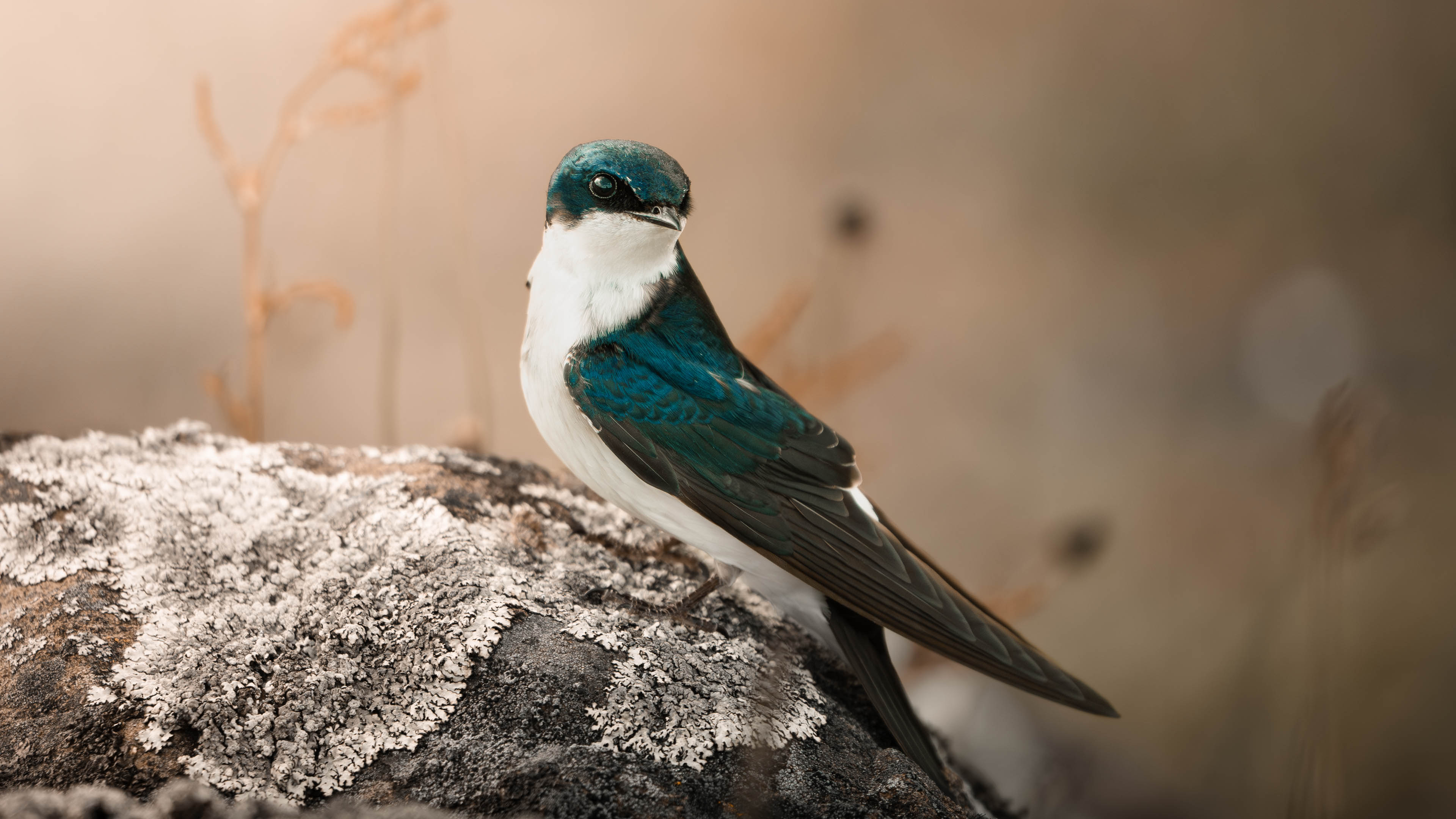 Portfolio image slider 8
